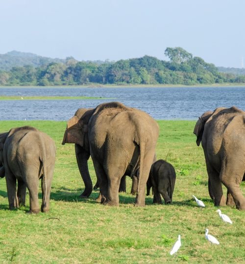 Best Sri Lanka Travel Blog | Private Driver & Car Hire 2026