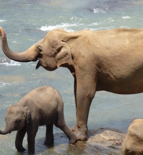 Best Sri Lanka Travel Blog | Private Driver & Car Hire 2026