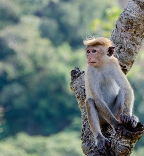 Best Sri Lanka Travel Blog | Private Driver & Car Hire 2026