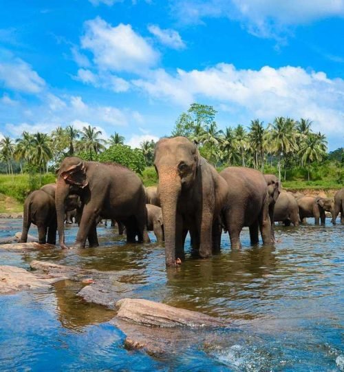 Best Sri Lanka Travel Blog | Private Driver & Car Hire 2026